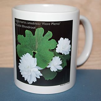 mug DS-129 6672.jpg